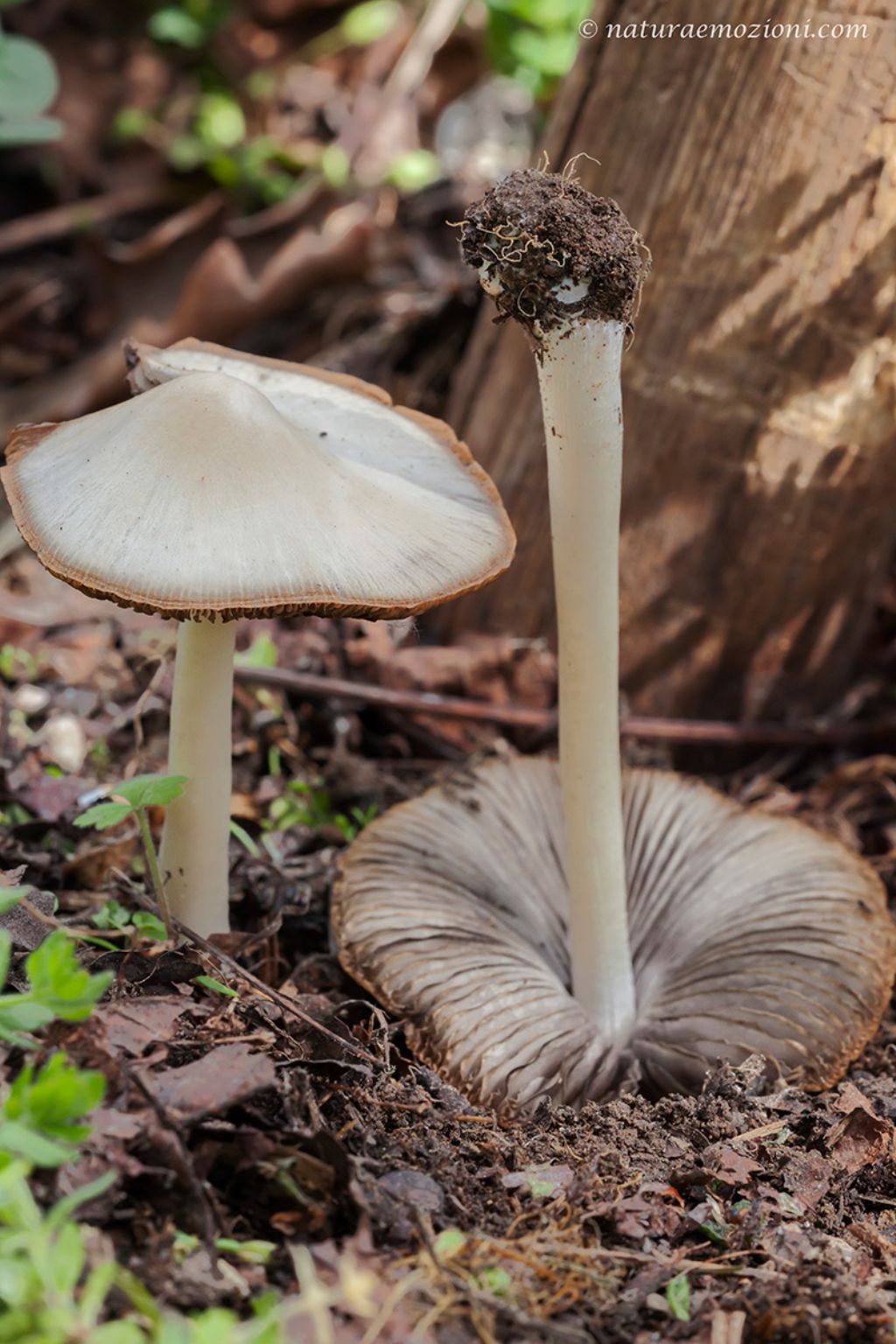 Richiesta identificazione