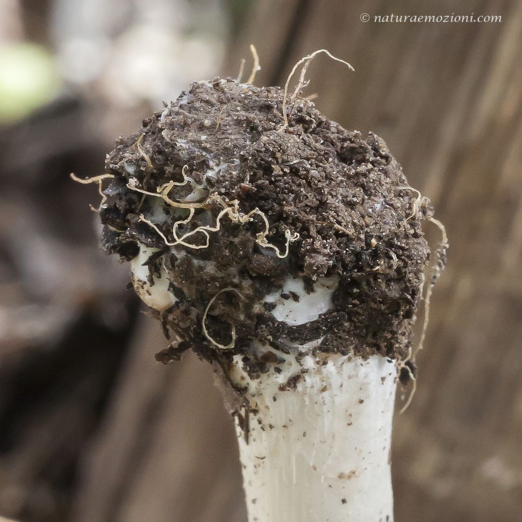 Richiesta identificazione