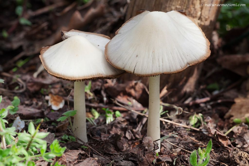 Richiesta identificazione