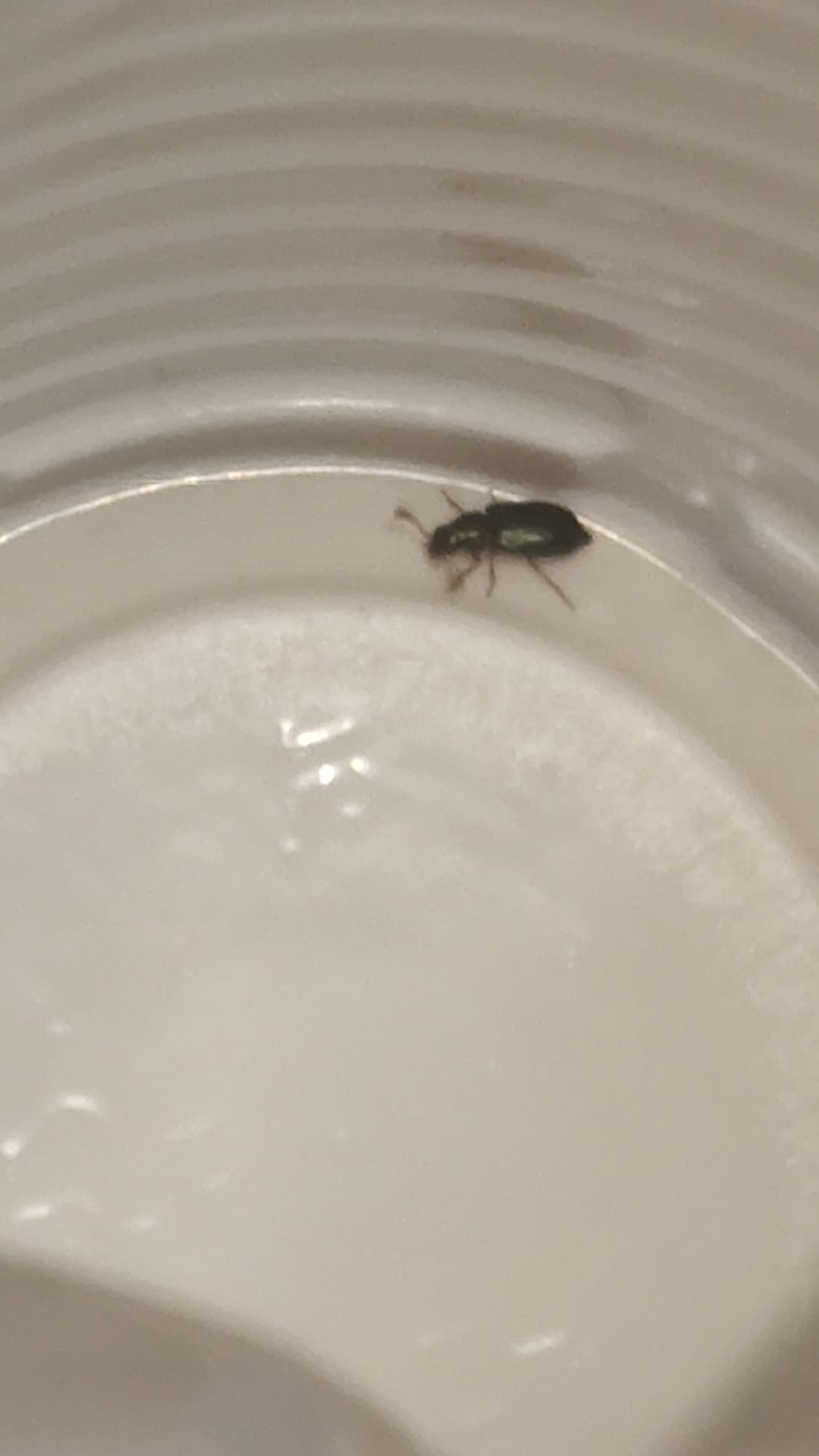 Cleridae: Necrobia rufipes? ... prob. Korynetes sp.