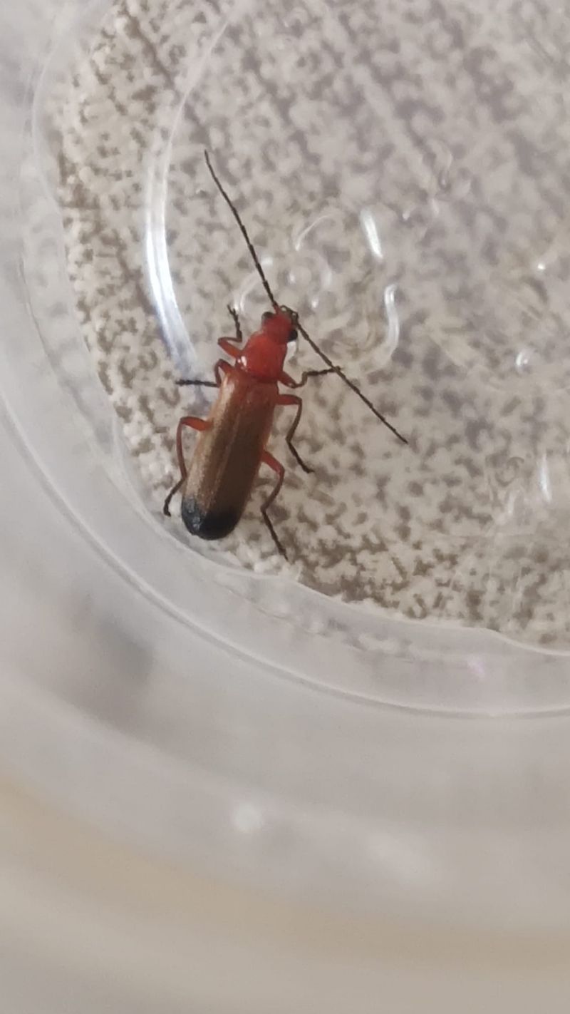 Cantharidae: Rhagonycha fulva