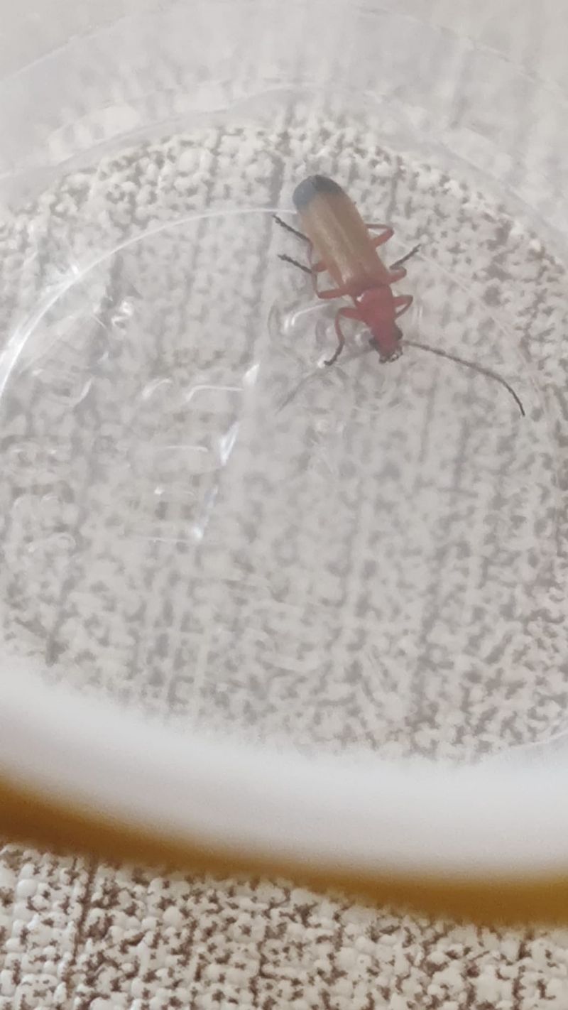 Cantharidae: Rhagonycha fulva