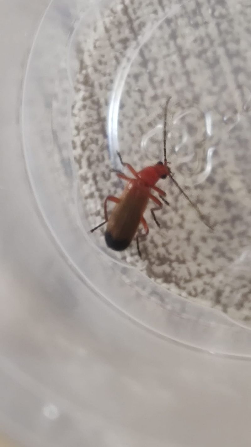 Cantharidae: Rhagonycha fulva