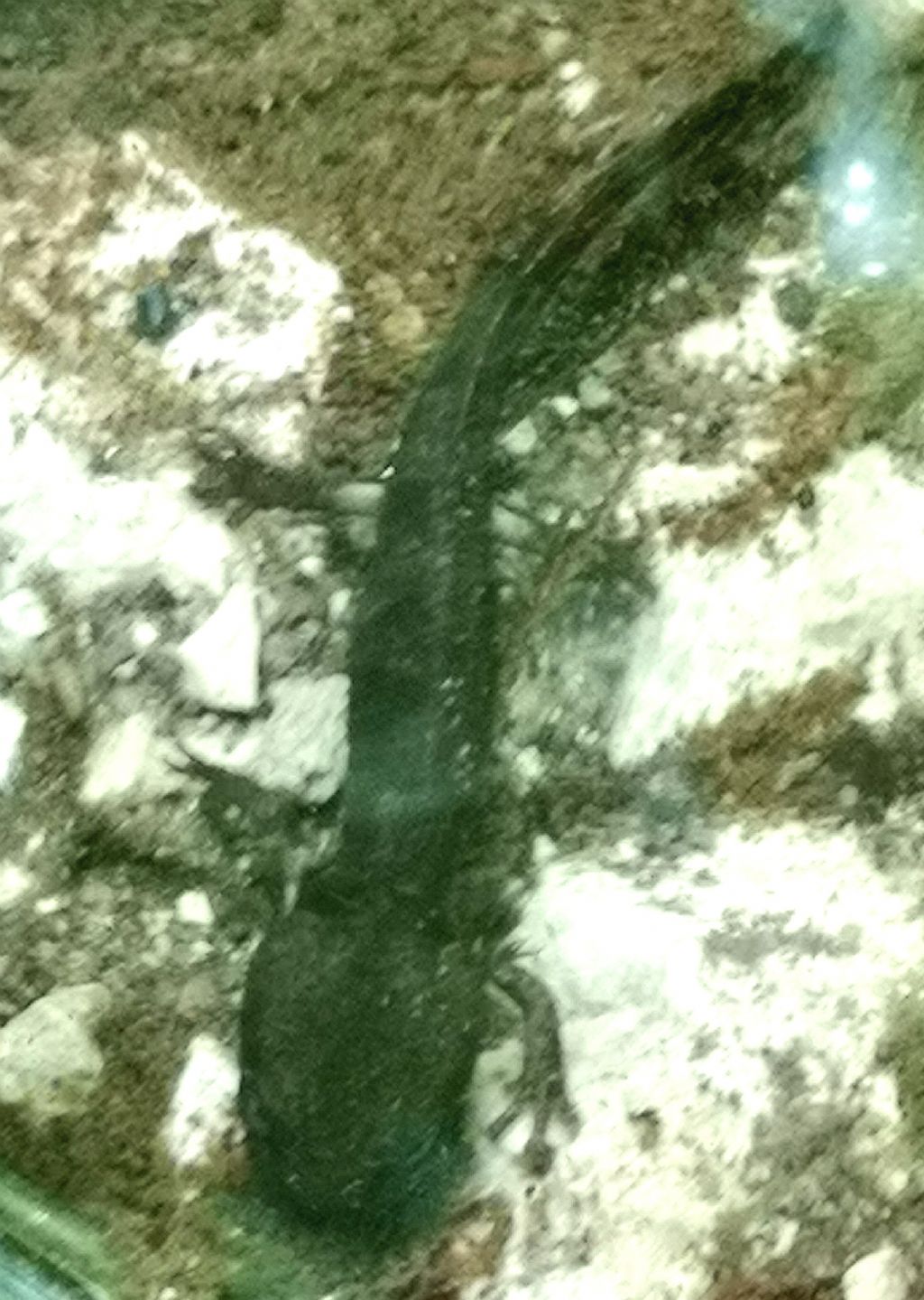 larva di Salamandra salamandra gigliolii / salamandra pezzata meridionale