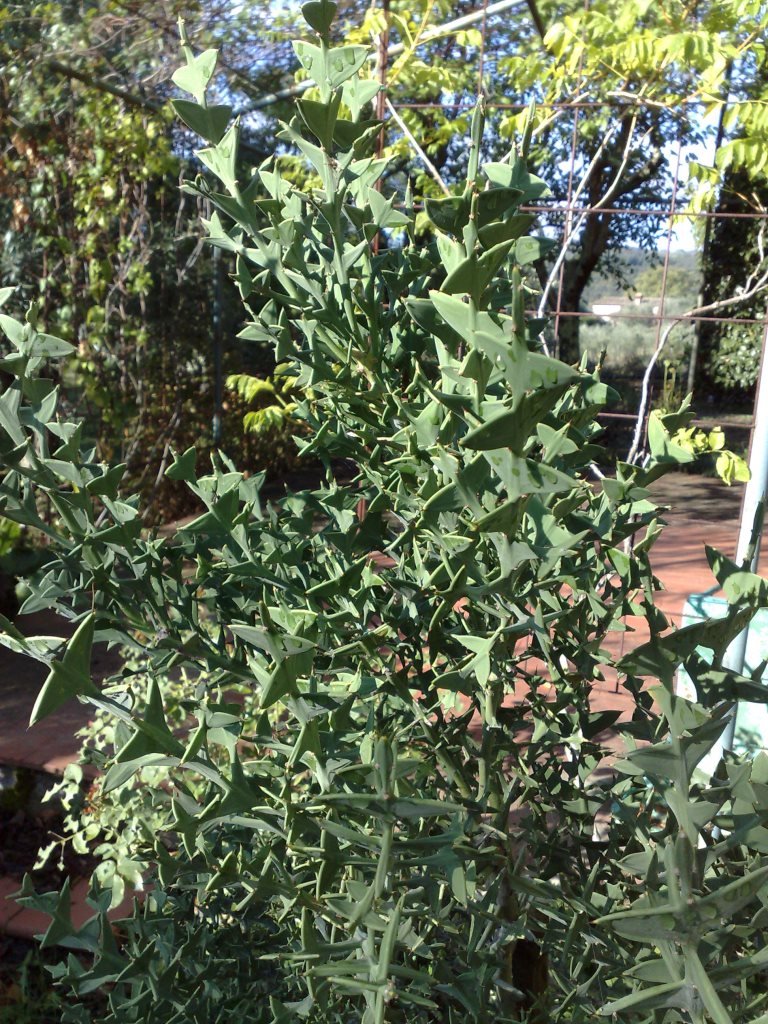 Colletia paradoxa (Rhamnaceae)