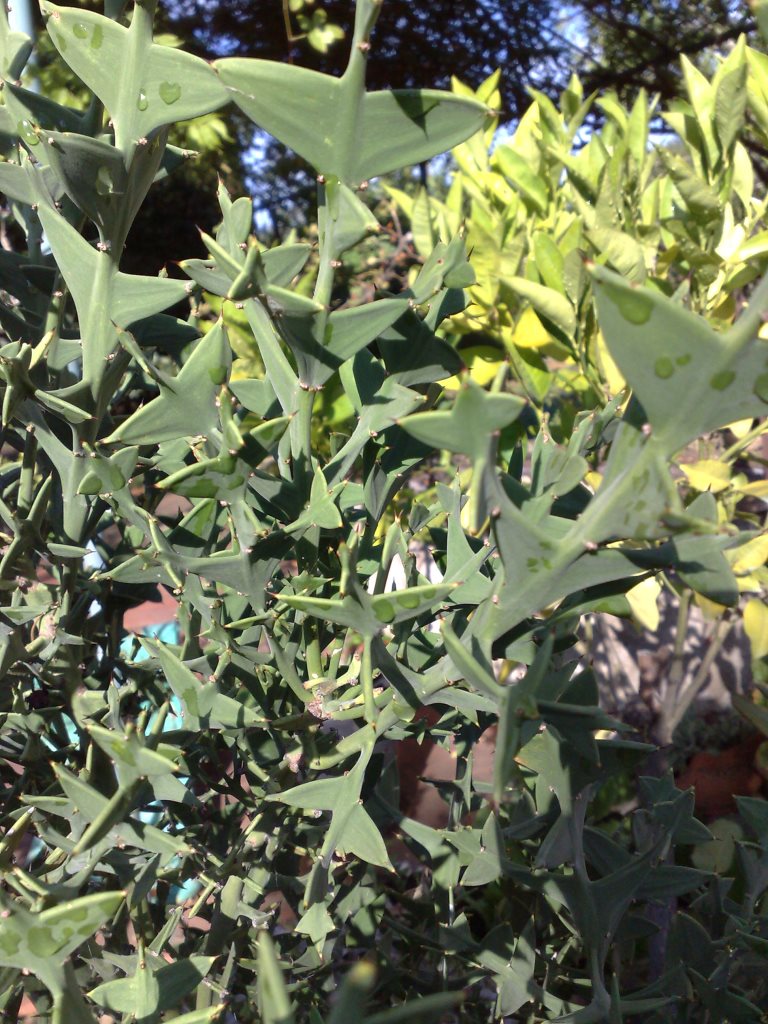 Colletia paradoxa (Rhamnaceae)