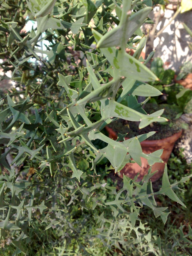 Colletia paradoxa (Rhamnaceae)