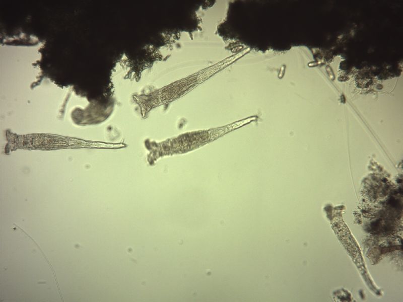 Rotifex vulgaris