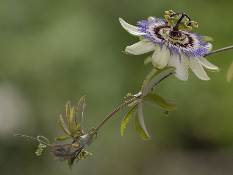 Chydorus sp - CNSG