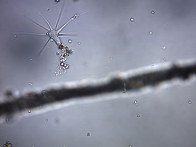 Amoeba radiosa (predazione)