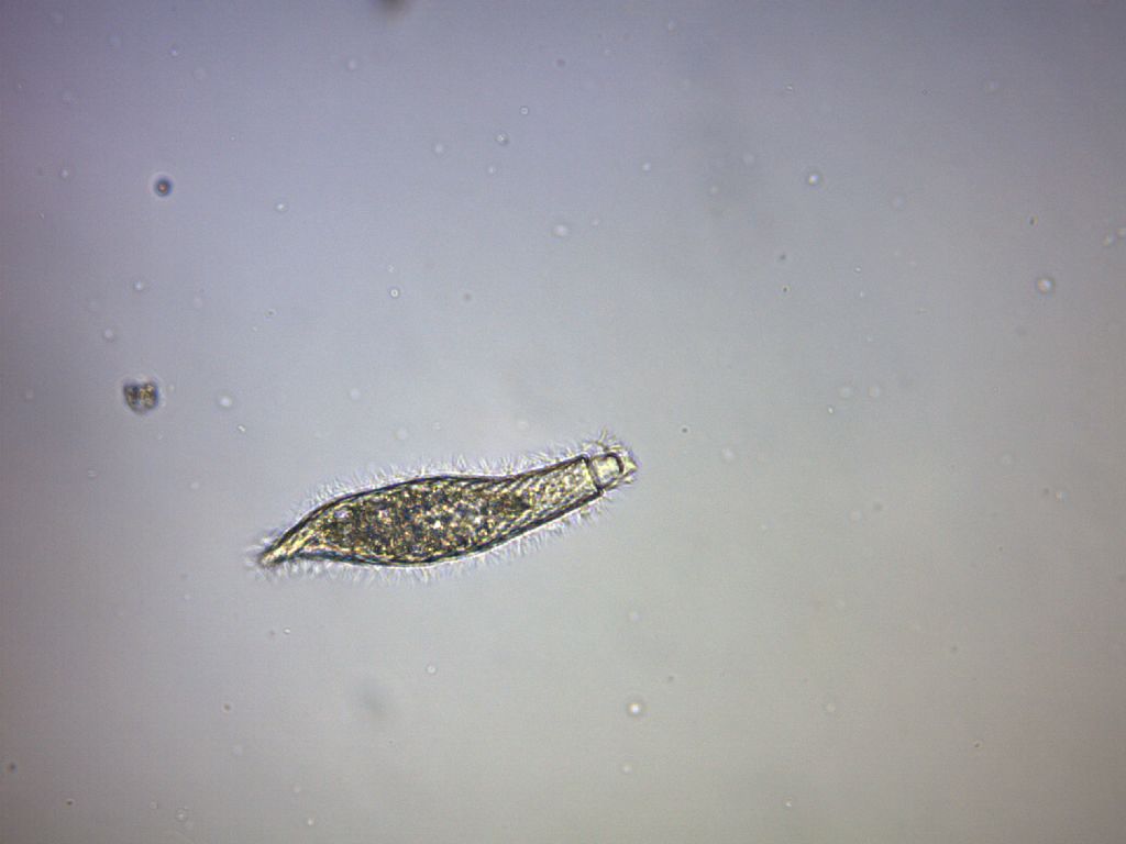 Lacrymaria marina