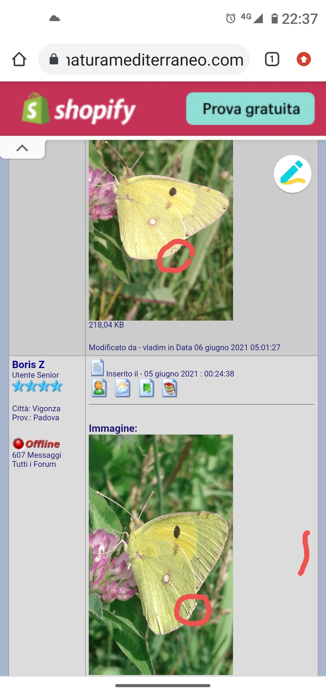 Quale Colias (Pieridae)?  Colias alfacariensis