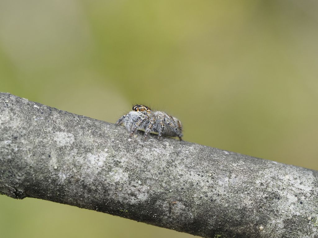 Philaeus chrysops, femmina - Vicchio Mugello (FI)