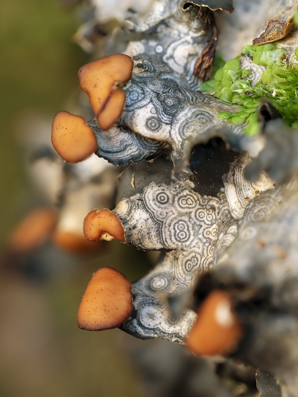 Peltigera sp.