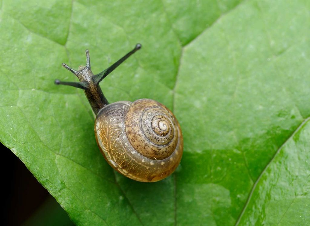 riconoscimento molluschi