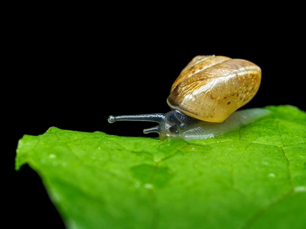 riconoscimento molluschi