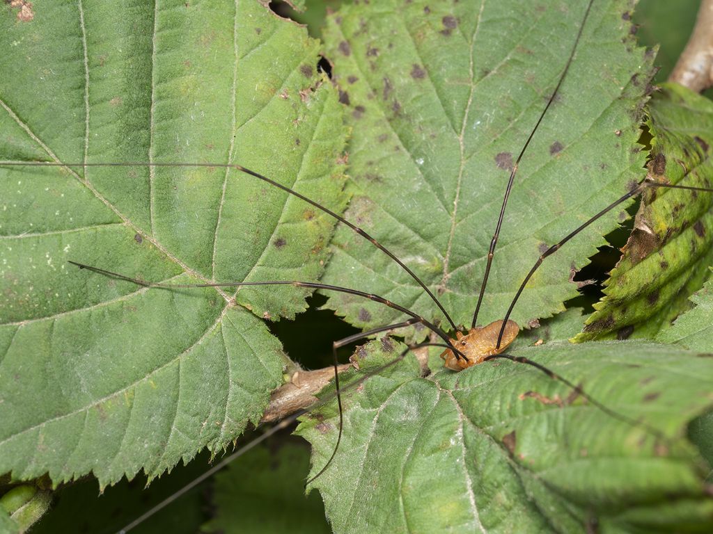 Phalangium opilio ♀ - Phalangiidae