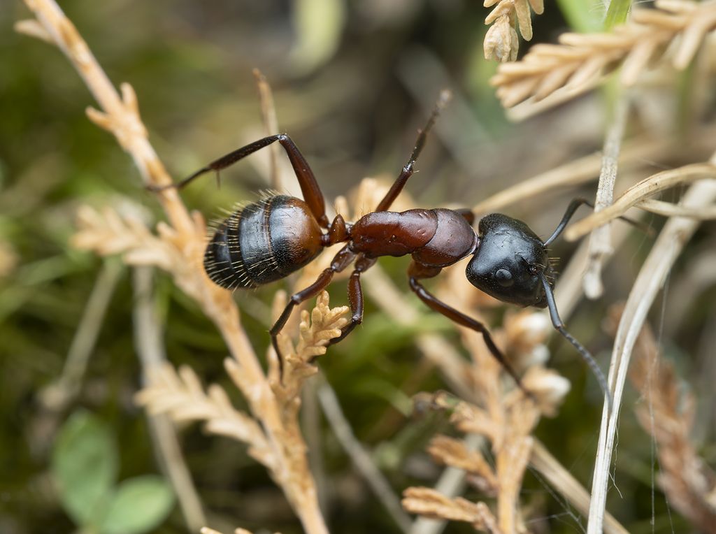 Camponotus ligniperda, operaia maggiore  da confermare