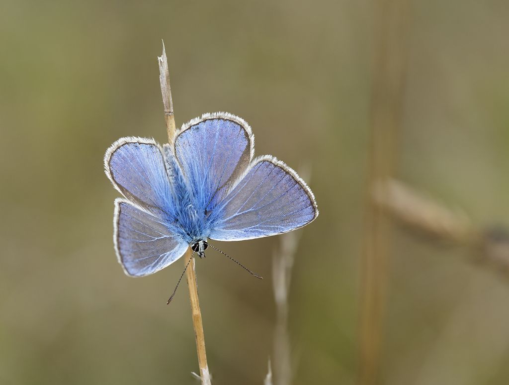 Polyommatus icarus, maschio