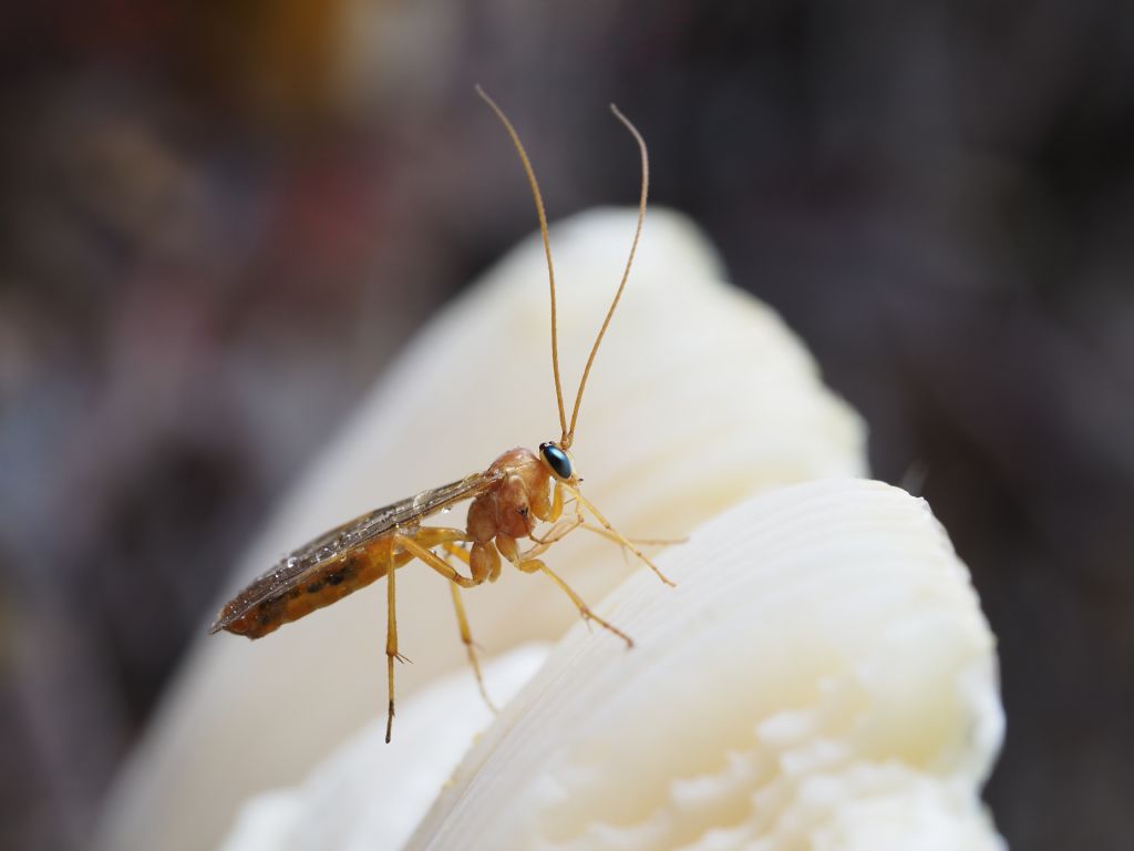 Ichneumonidae: Netelia sp.