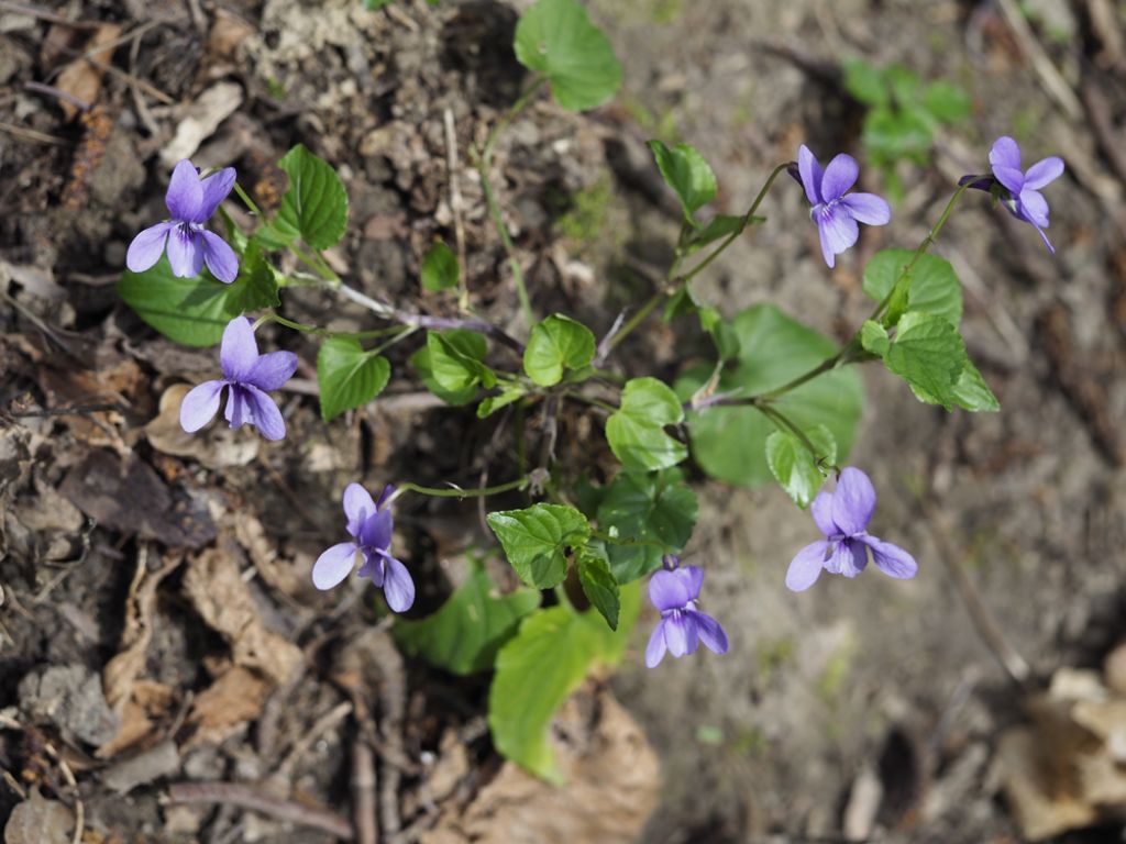 Viola reichenbachiana