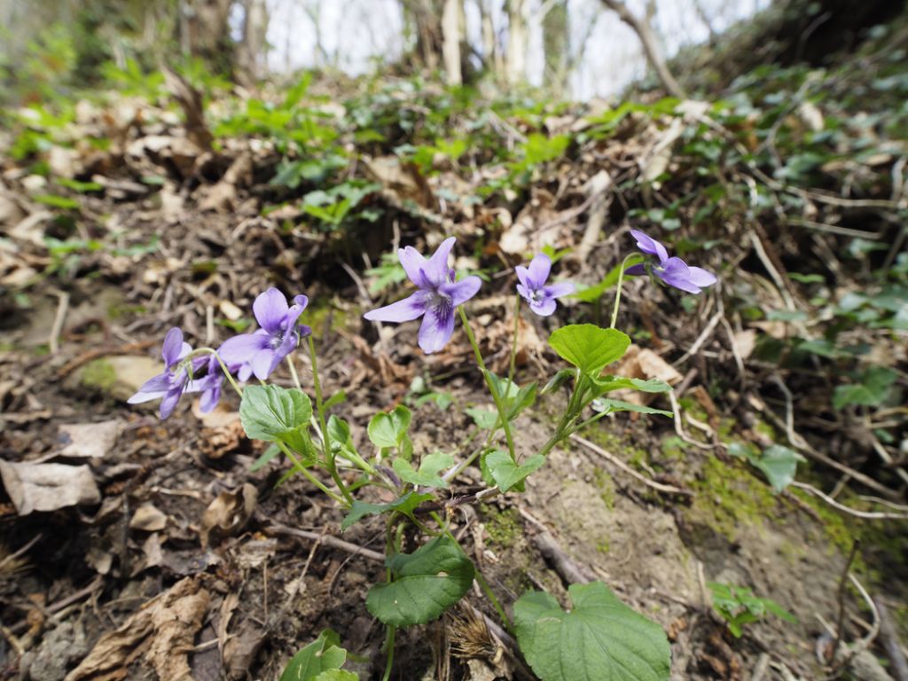 Viola reichenbachiana