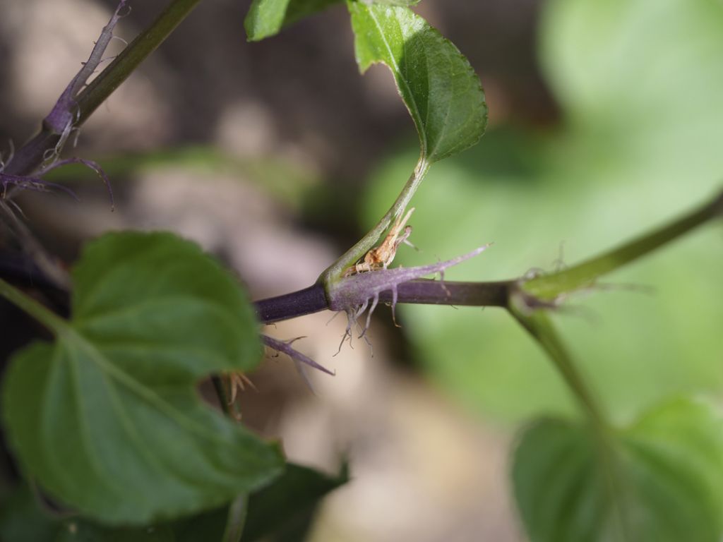 Viola reichenbachiana
