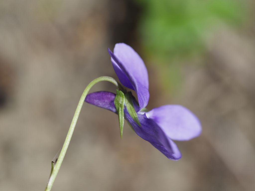 Viola reichenbachiana