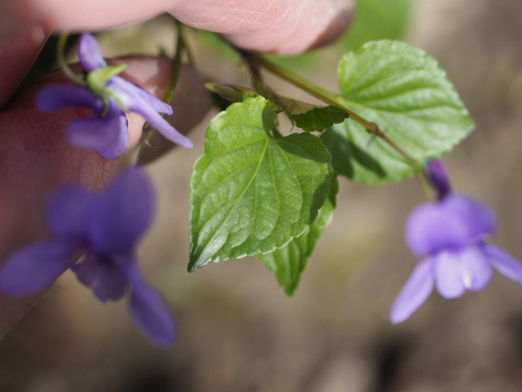 Viola reichenbachiana