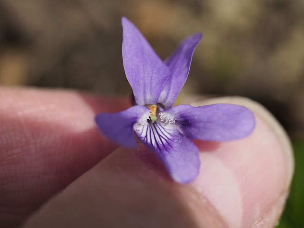 Viola reichenbachiana