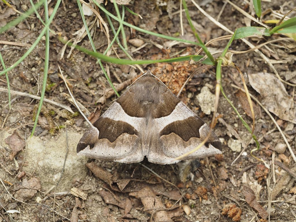 Dysgonia algira (Erebidae)