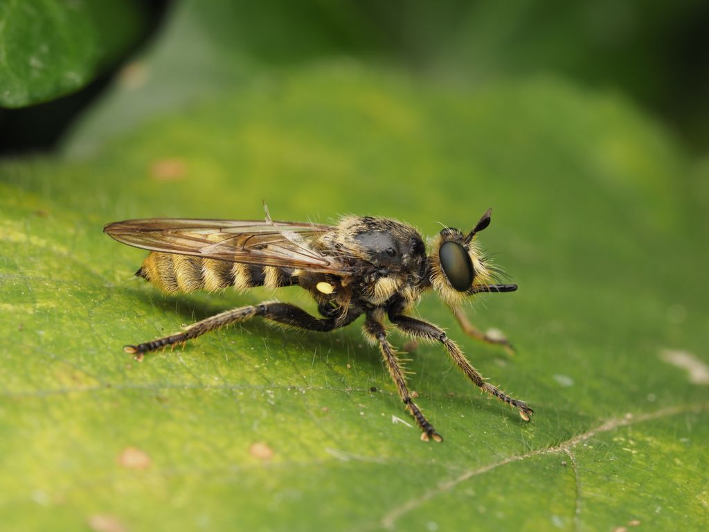 Asilidae:  Choerades fimbriata