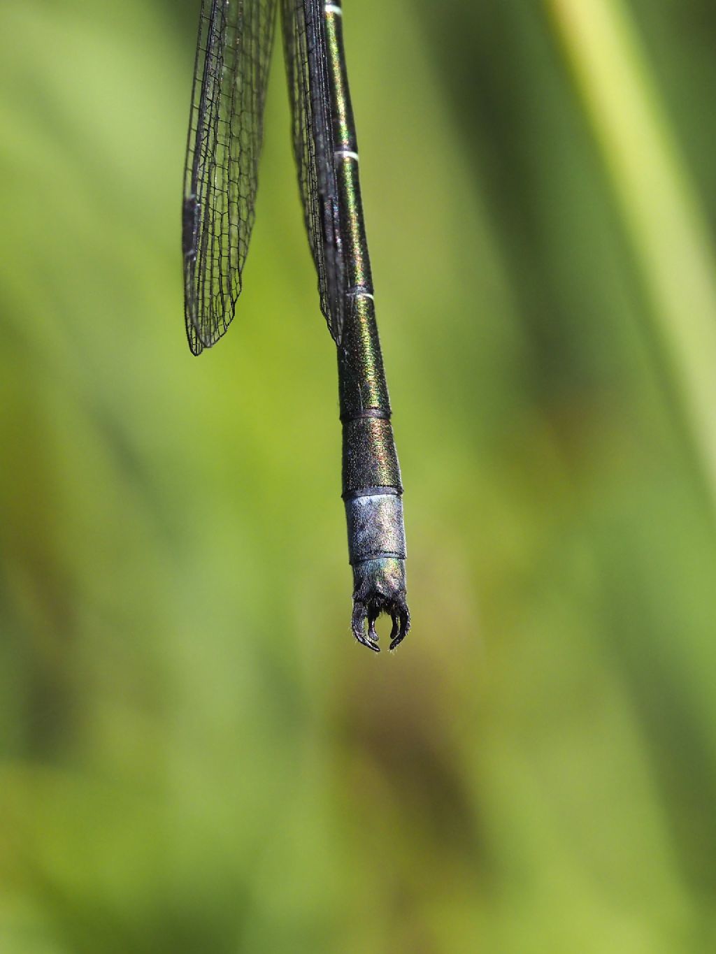 ID specie: Lestes dryas