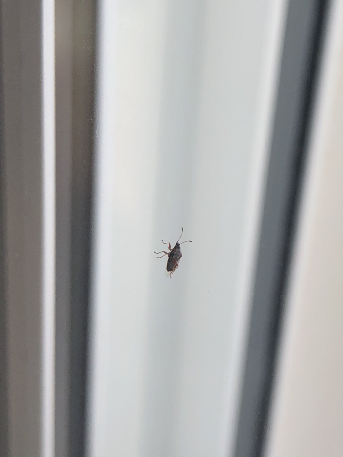 Lygaeidae: Kleidocerys sp.