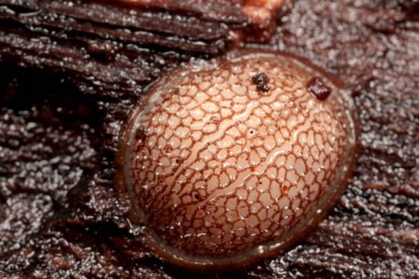 Un aiuto sui Microdon sp.