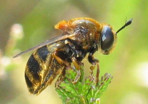 Un aiuto sui Microdon sp.