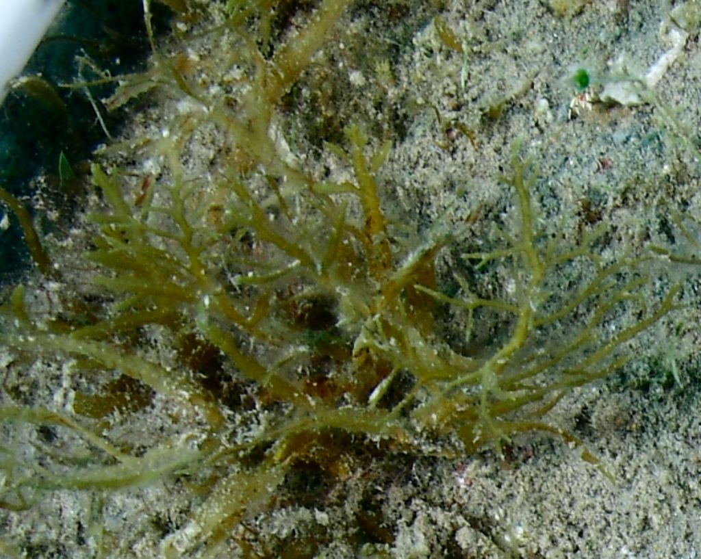 Riconoscimento Macroalga dyctiota o?