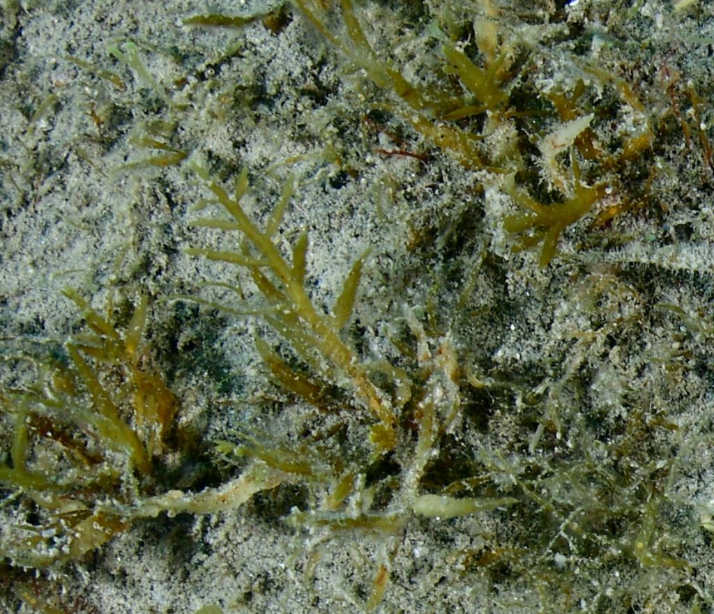 Riconoscimento Macroalga dyctiota o?