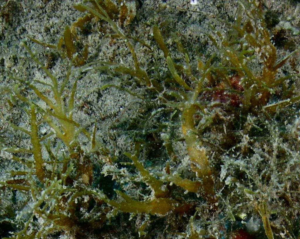 Riconoscimento Macroalga dyctiota o?