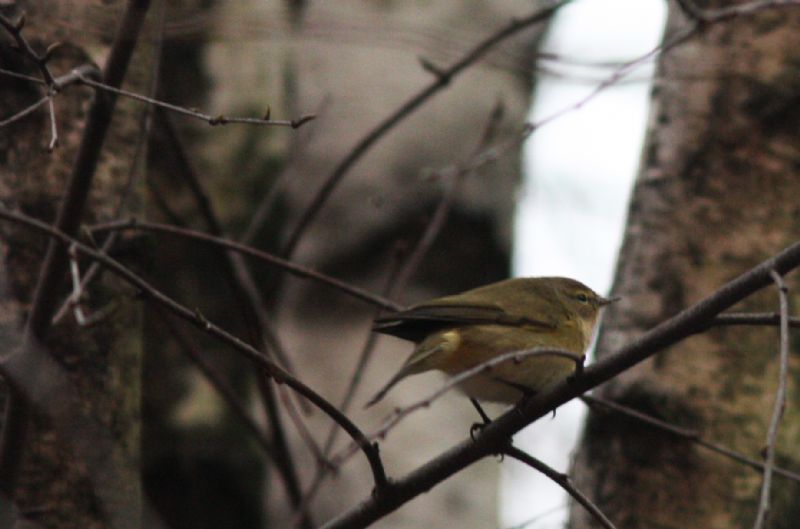 indentificazione uccellino: Lu piccolo (Phylloscopus collybita)