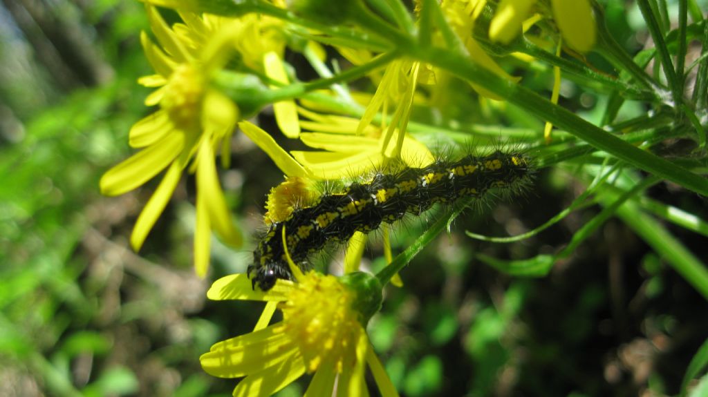 bruco su fiore giallo
