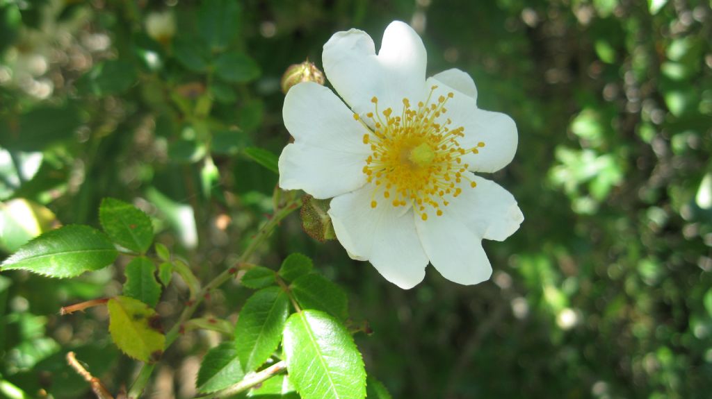 Rosa sempervirens