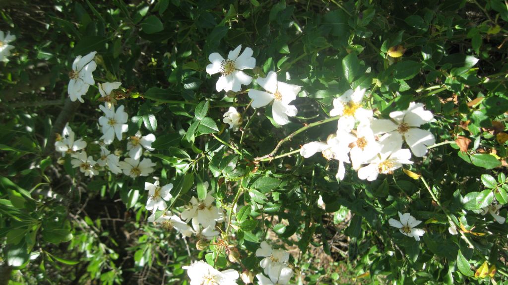 Rosa sempervirens