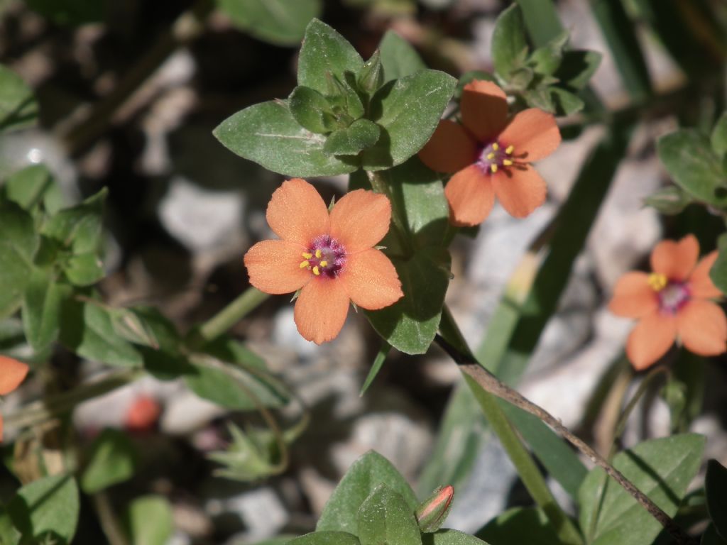 Lysimachia arvensis