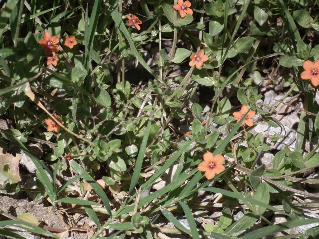 Lysimachia arvensis