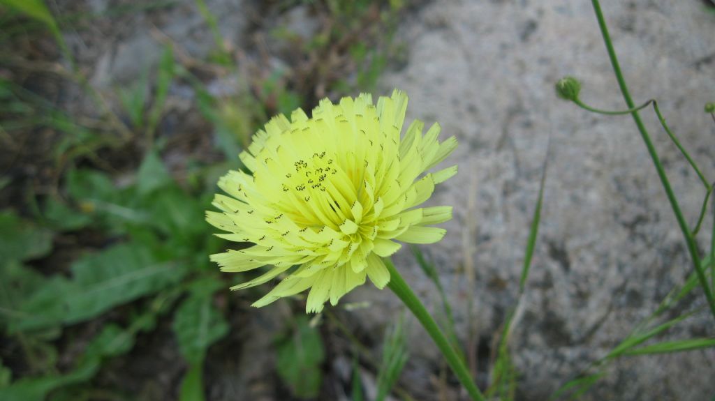 Urospermum dalechampii