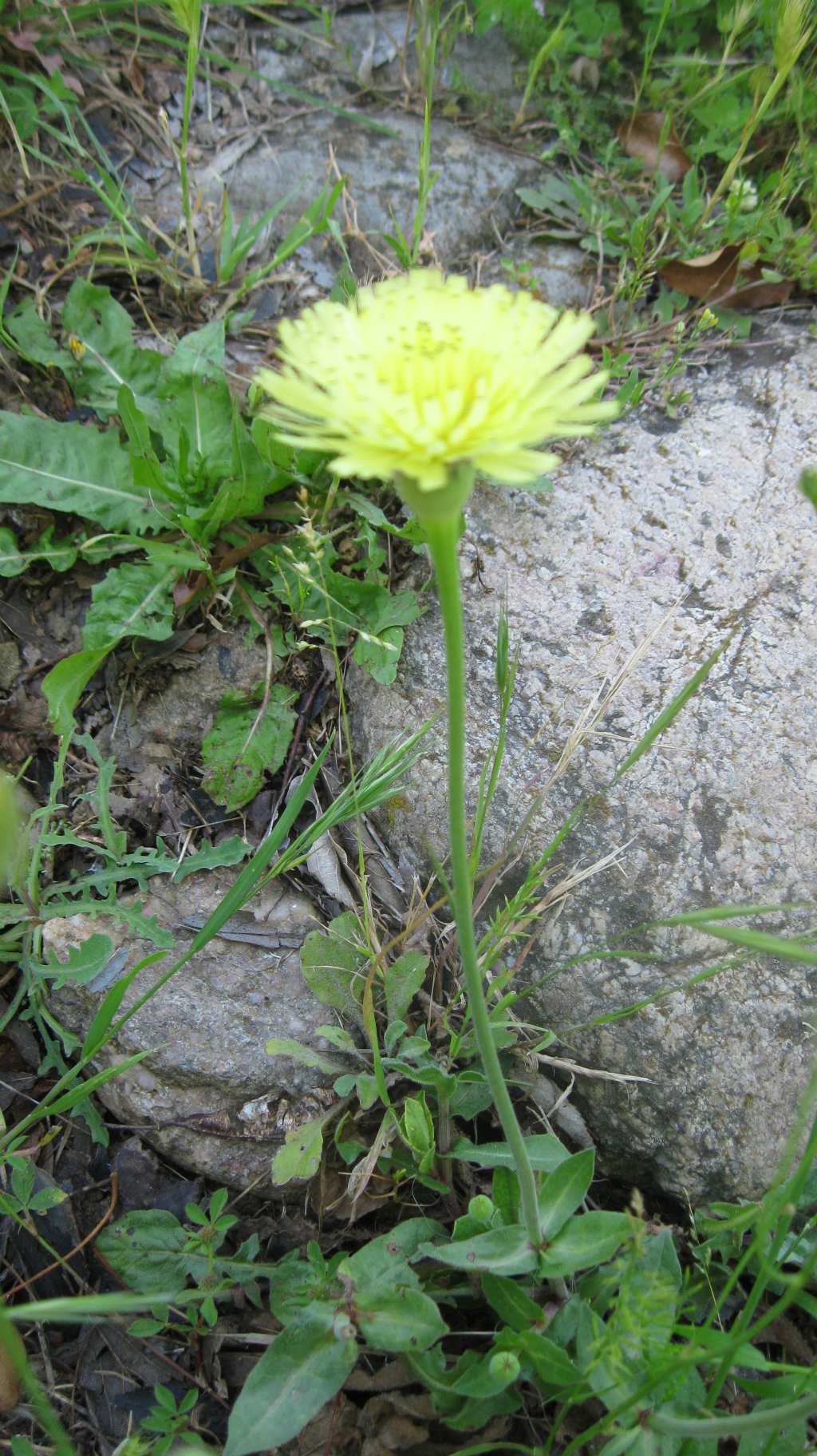Urospermum dalechampii