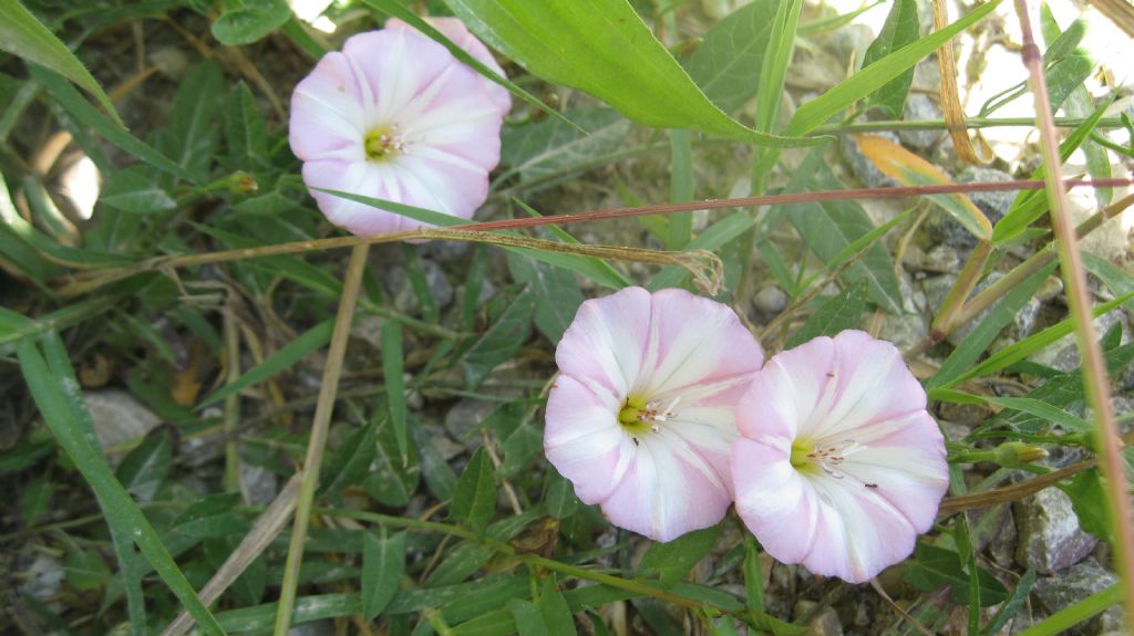 Convolvulus arvensis