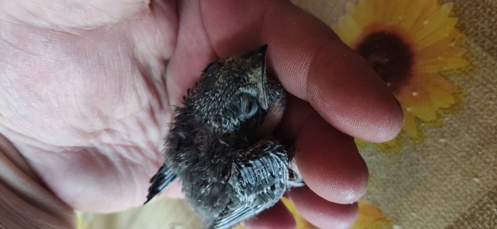 Rondone caduto dal nido