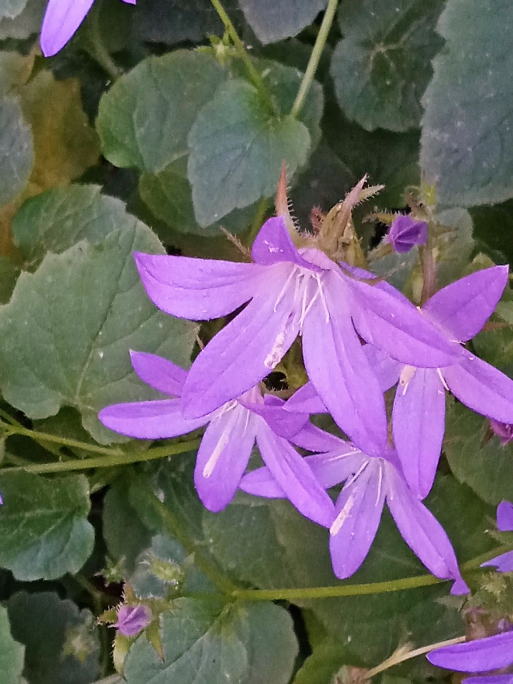 campanula, quale?